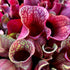 Sarracenia purpurea subsp, venosa f. burkii