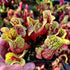 Sarracenia purpurea subsp. venosa - Tatnall Co., GA