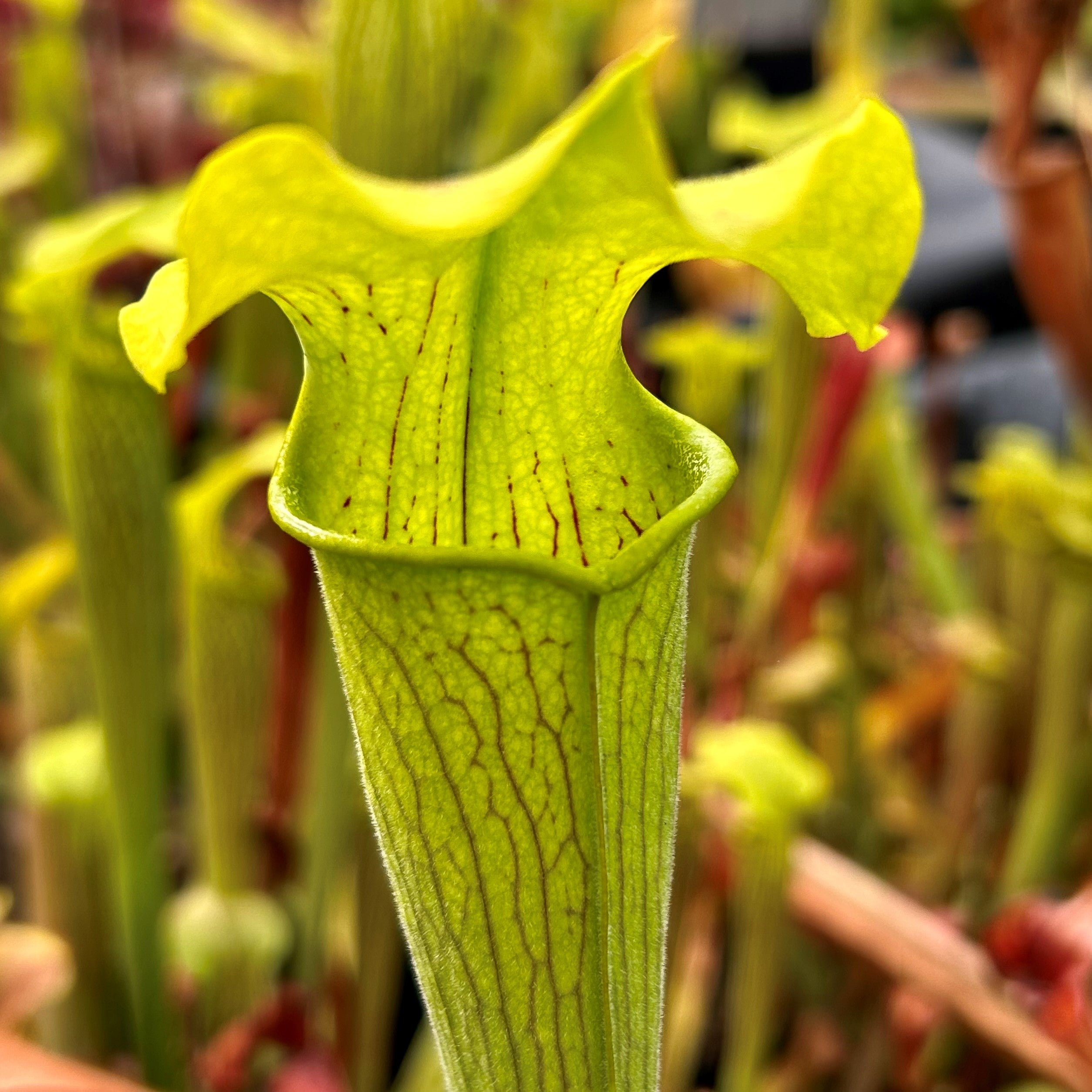 Sarracenia rubra subsp. alabamensis - Thorsby, Chilton Co., Alabama