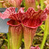 Sarracenia x mitchelliana cv. 'Red Lips'