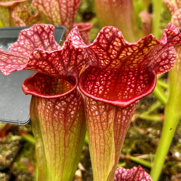 Sarracenia x mitchelliana cv. 'Red Lips'