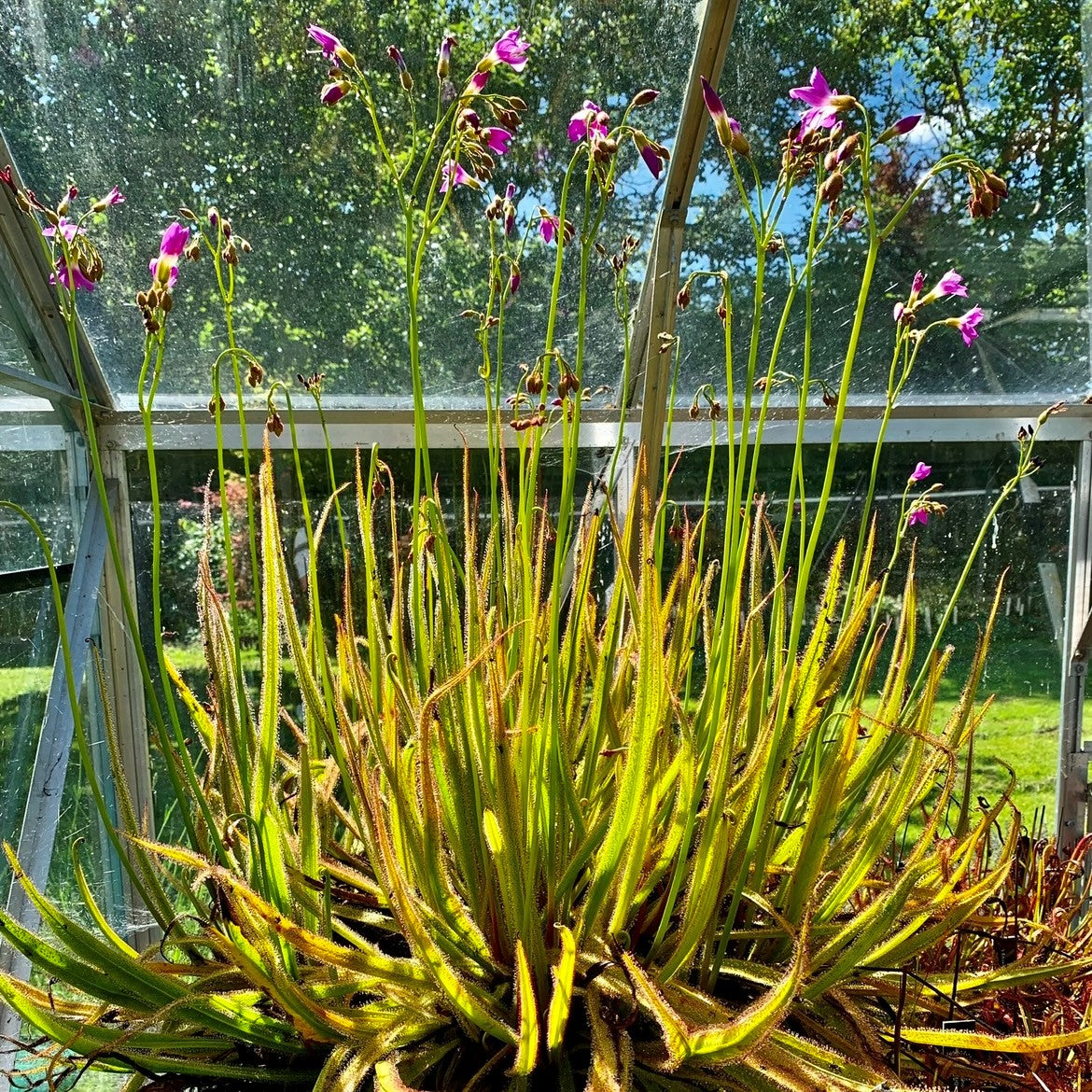 Drosera regia - Seed