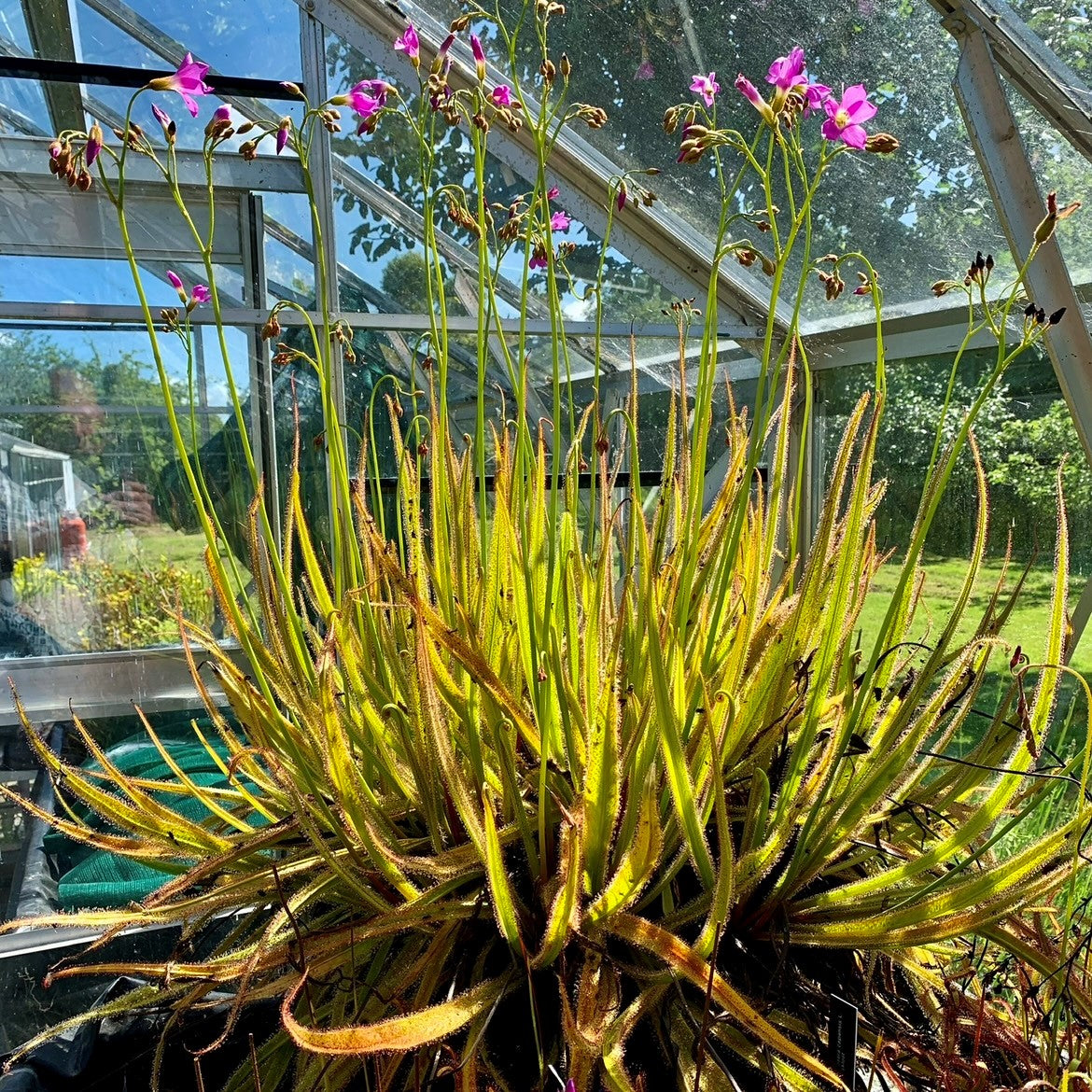 Drosera regia - Seed