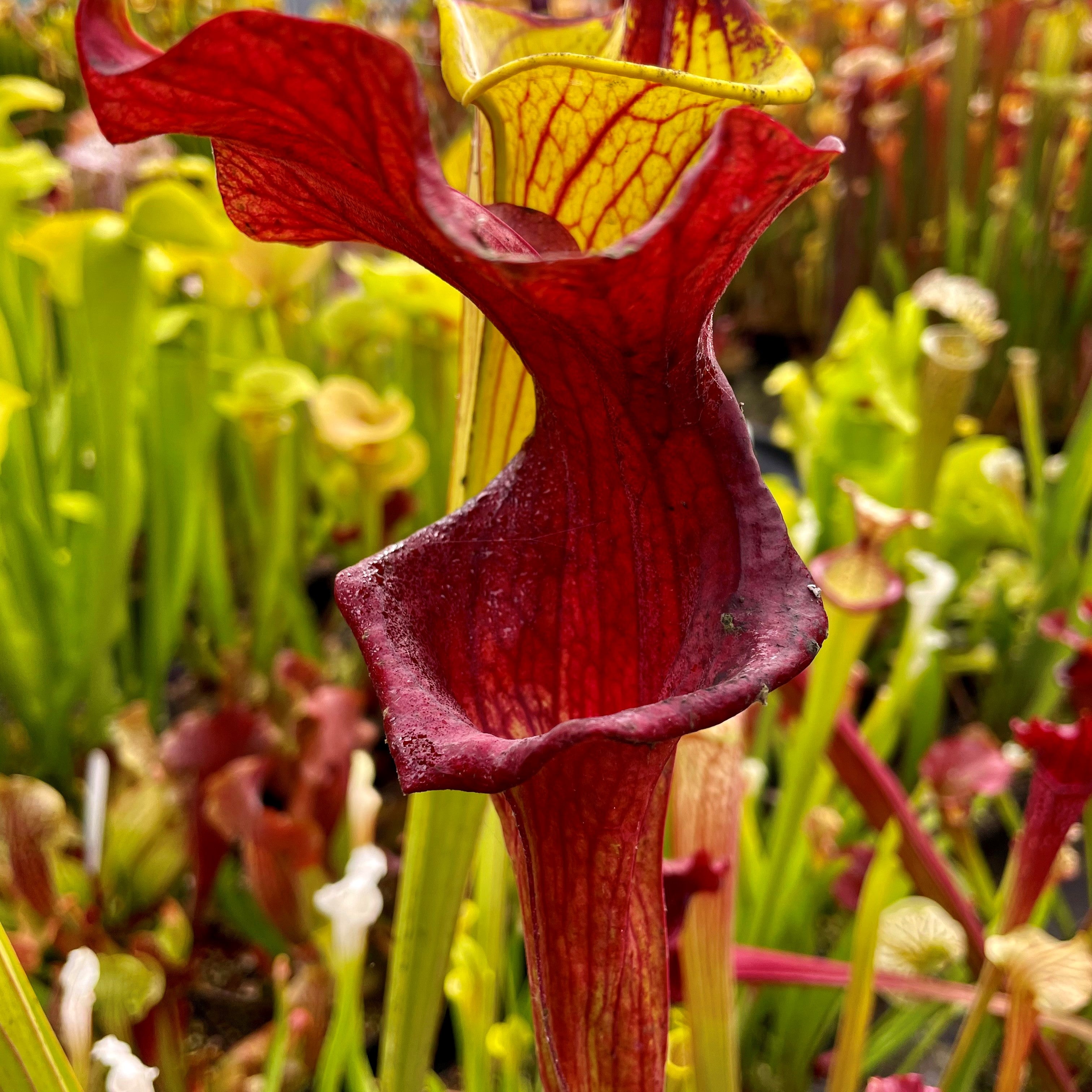 Sarracenia cv. 'Reptilian Rose'