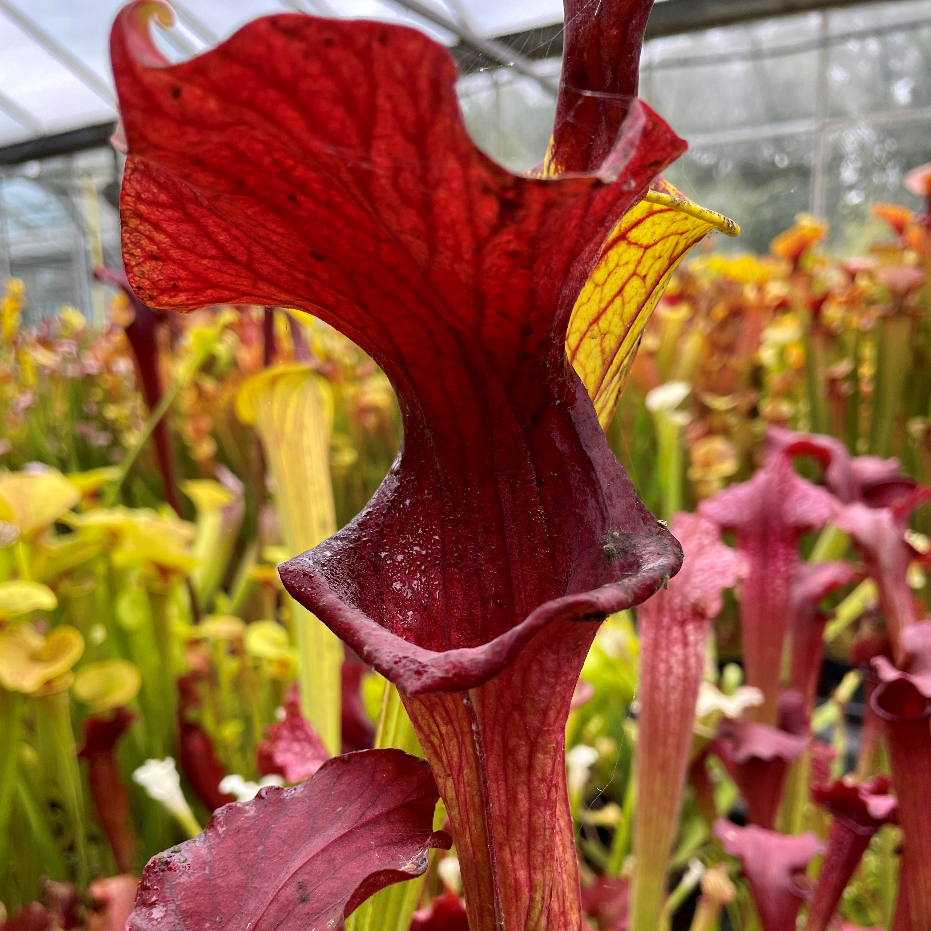 Sarracenia cv. 'Reptilian Rose'