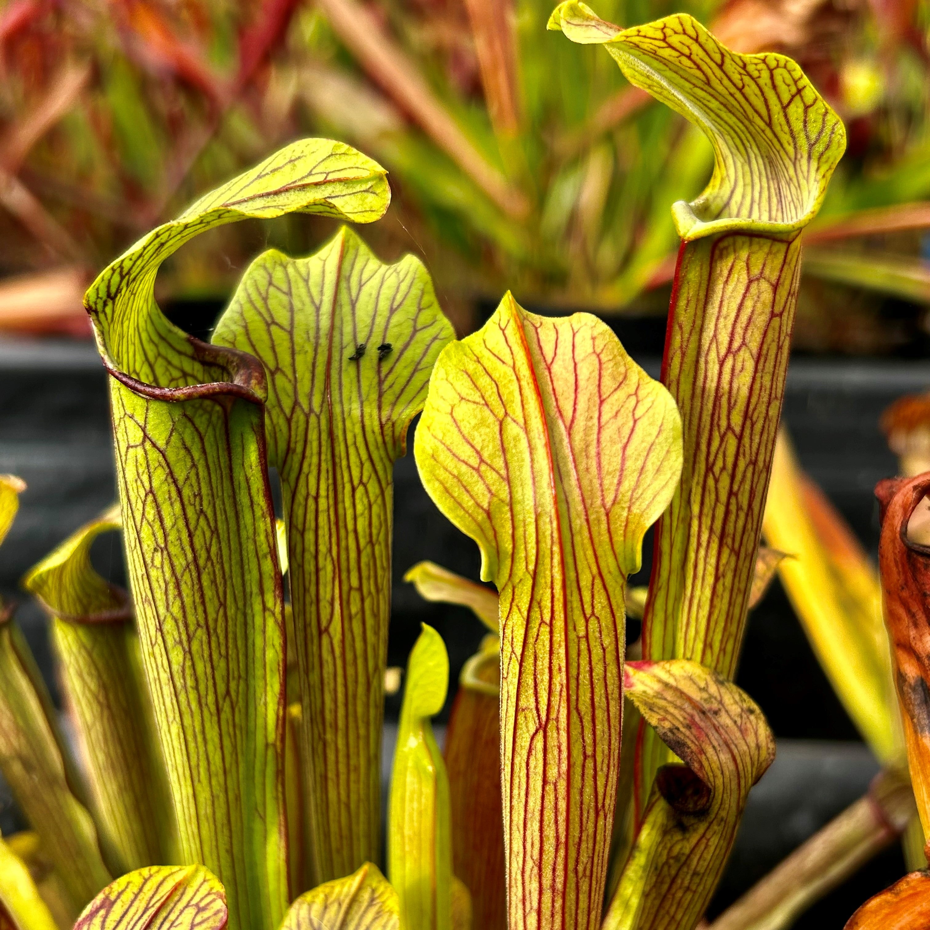 Sarracenia rubra subsp. gulfensis – Red Form, Turkey Hen Creek, Crestivew, Okaloosa Co., Florida Florida