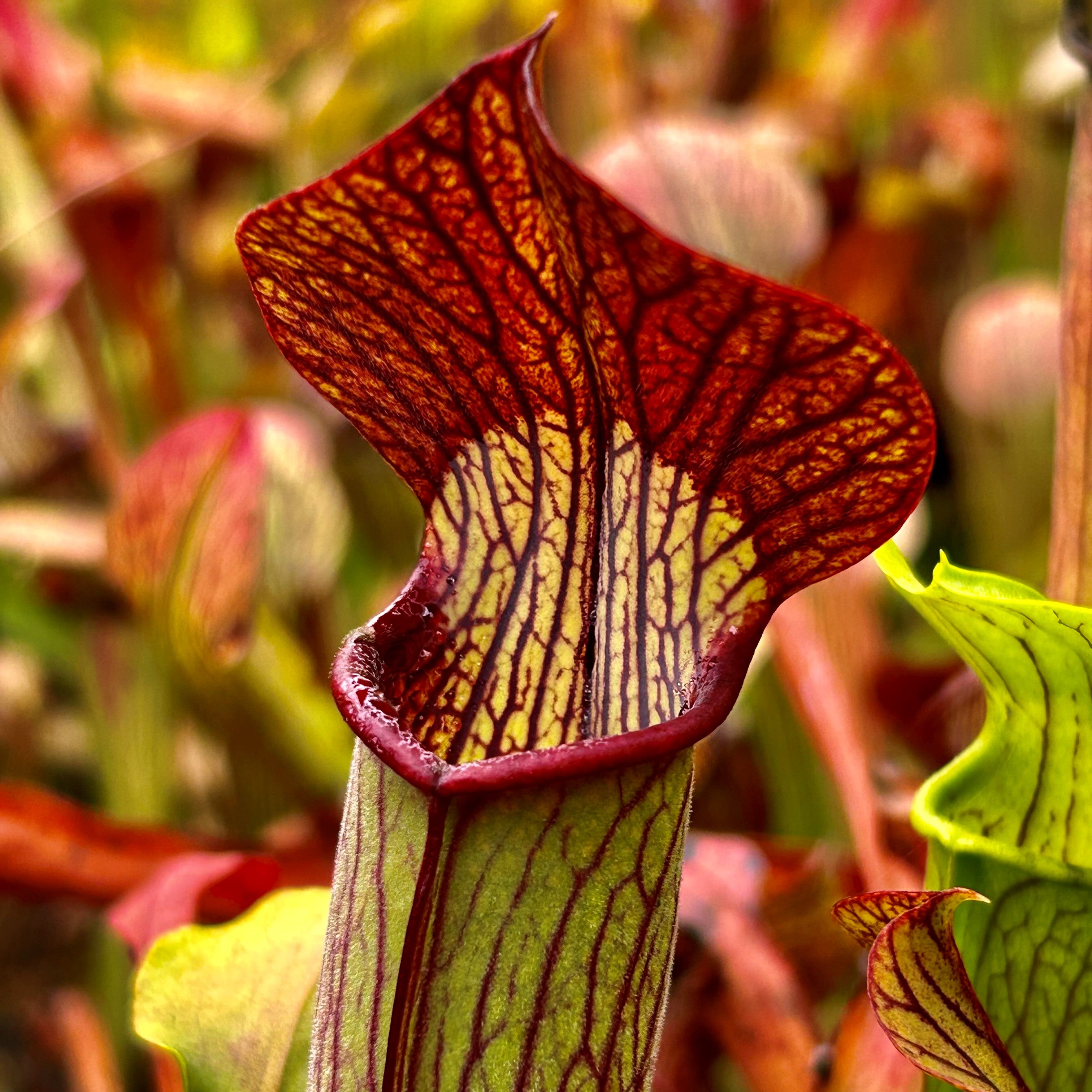 Sarracenia rubra subsp. gulfensis