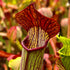 Sarracenia rubra subsp. gulfensis