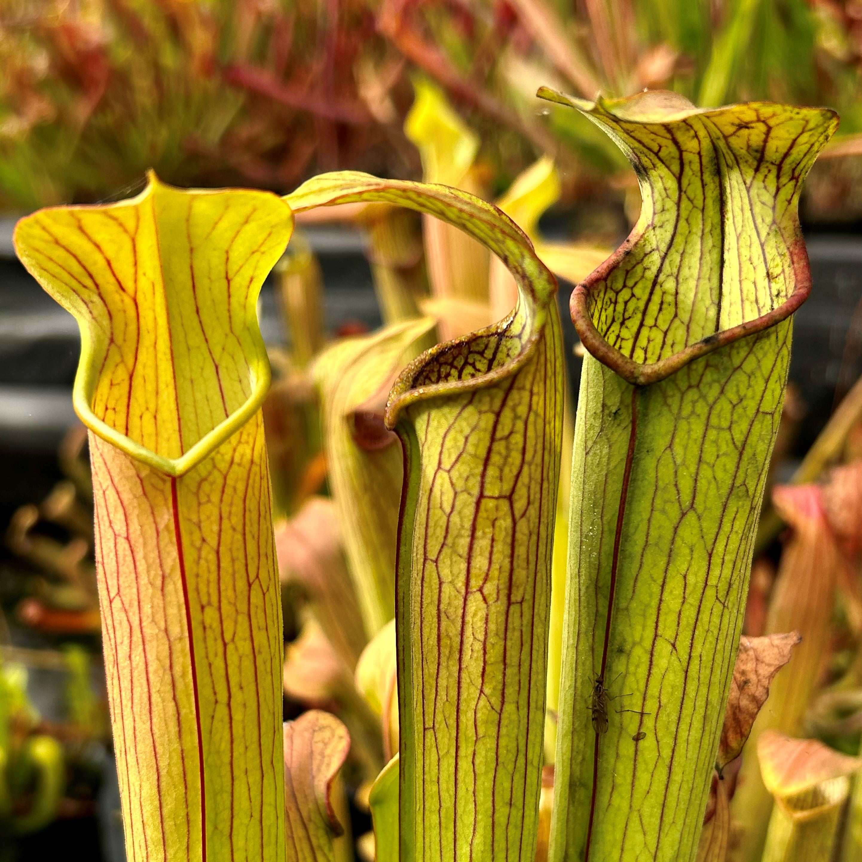 Sarracenia rubra subsp. gulfensis – Crestview, Okaloosa Co., Florida