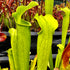 Sarracenia rubra subsp. gulfensis - All Green Areolate, Yellow River, Florida