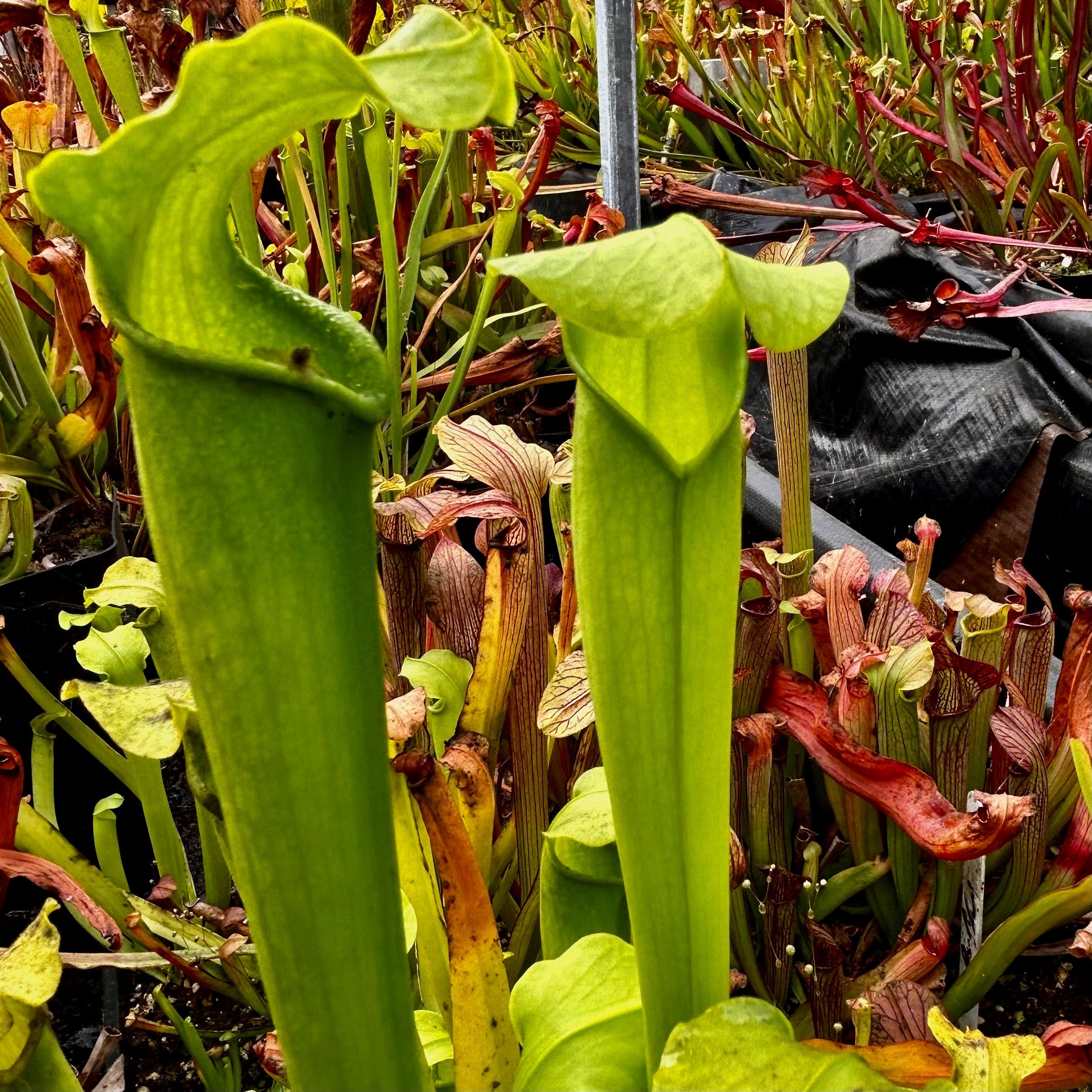 Sarracenia rubra var. gulfensis f. viridescens - Yellow River, Okaloosa Co., Florida