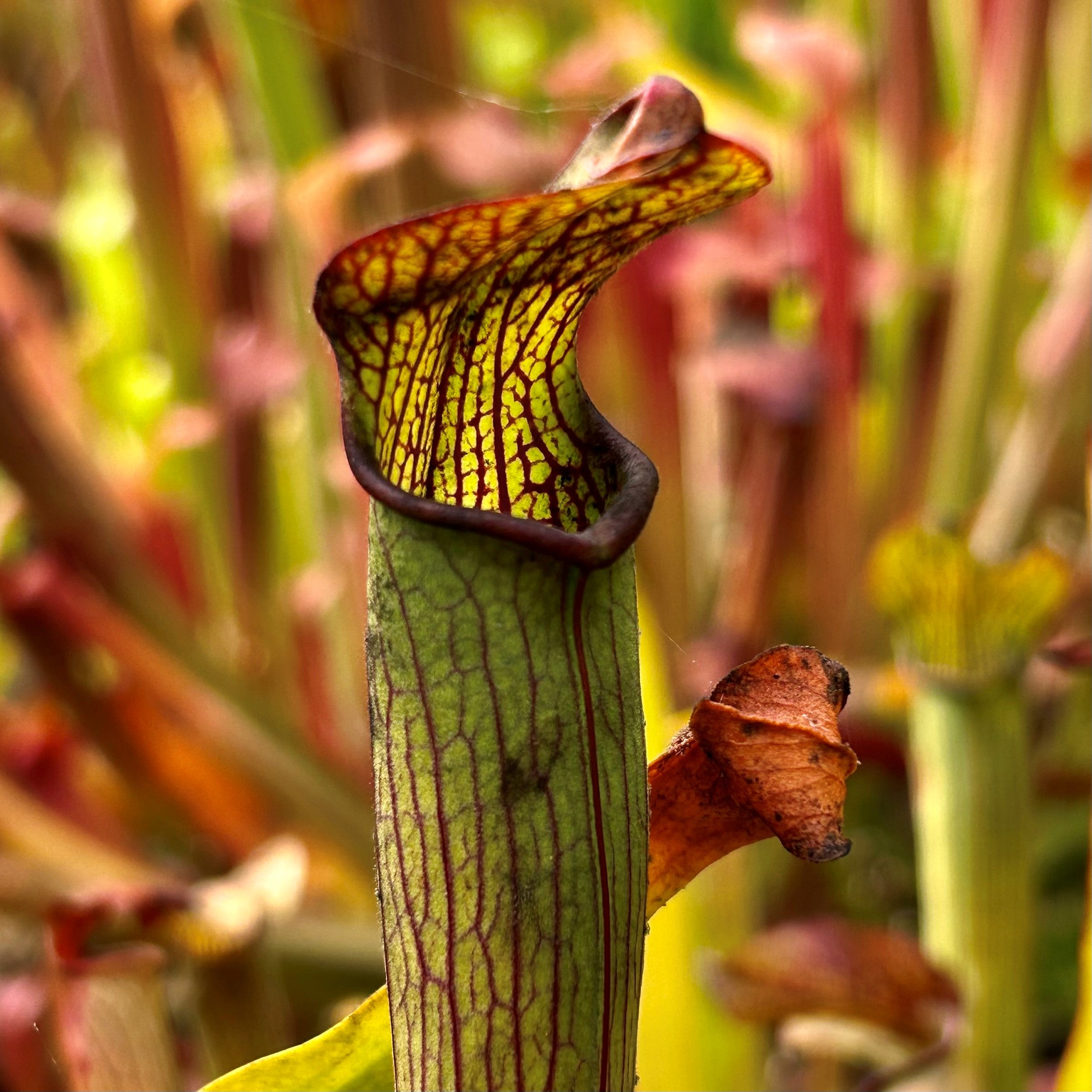 Sarracenia rubra subsp. gulfensis – Typical, Pond Site, Eglin Reserve, Okaloosa Co., FL