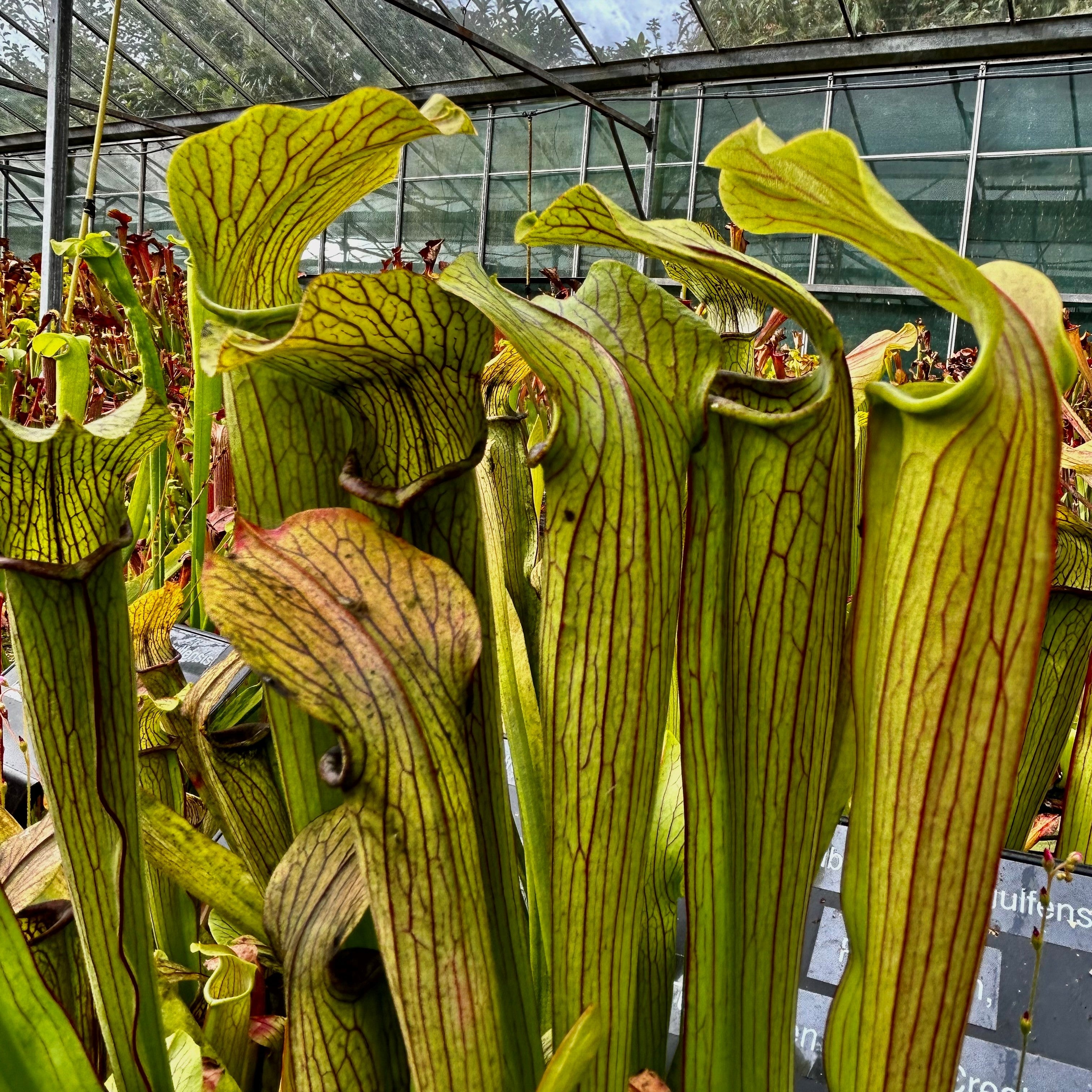 Sarracenia rubra subsp. gulfensis – Yellow River, Okaloosa Co., Florida