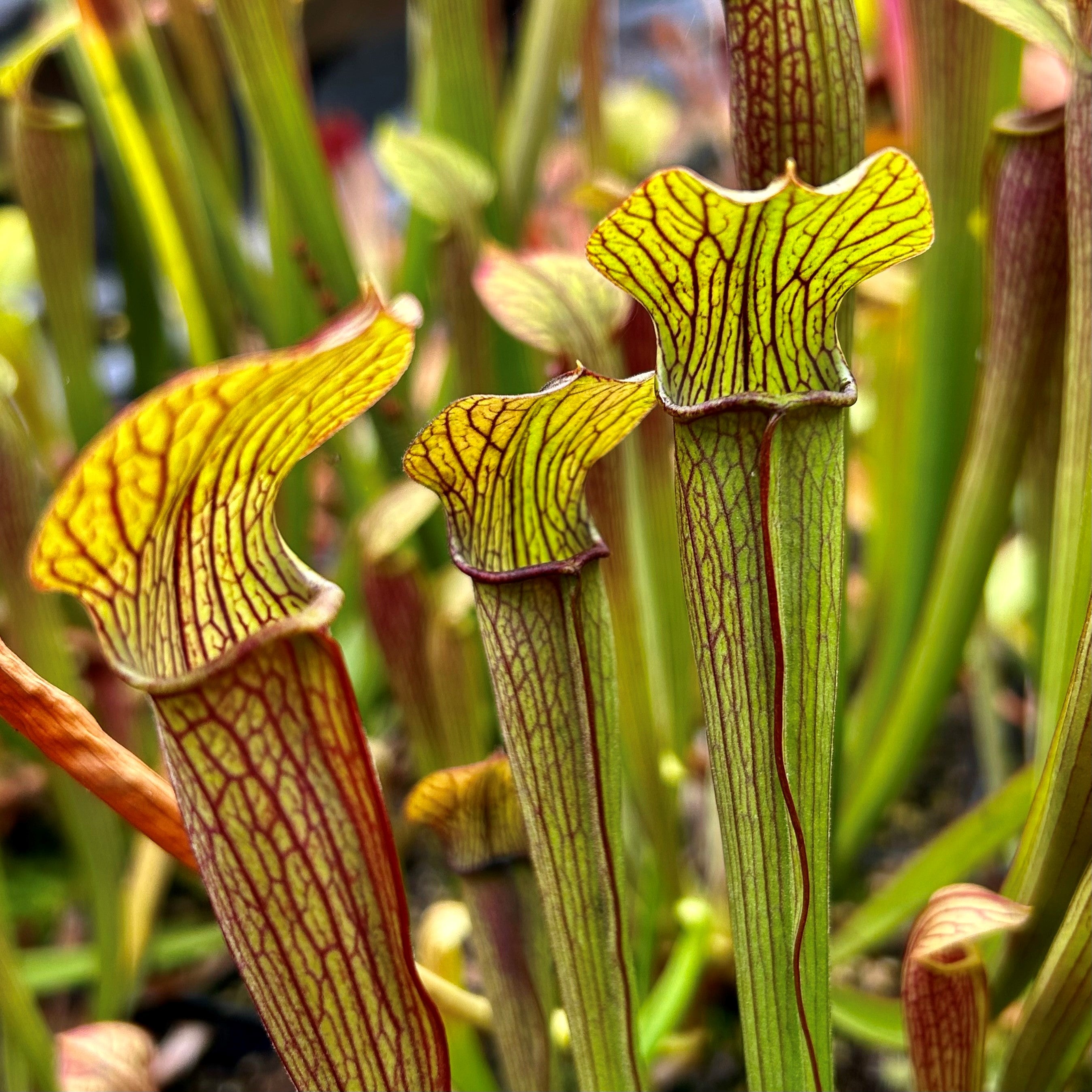 Sarracenia rubra subsp. jonesii - Etowah, Henderson Co., N. Carolina