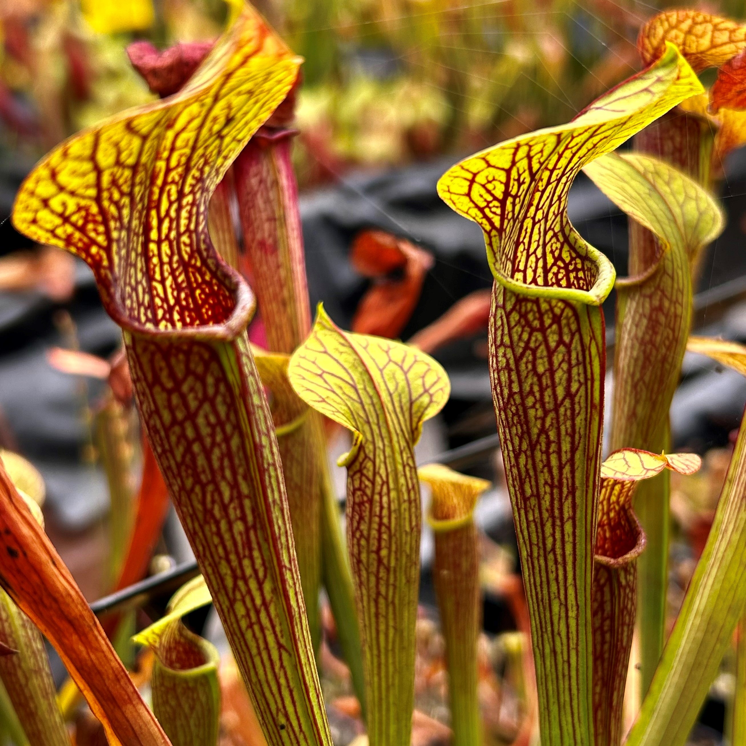 Sarracenia rubra subsp. jonesii - North Carolina