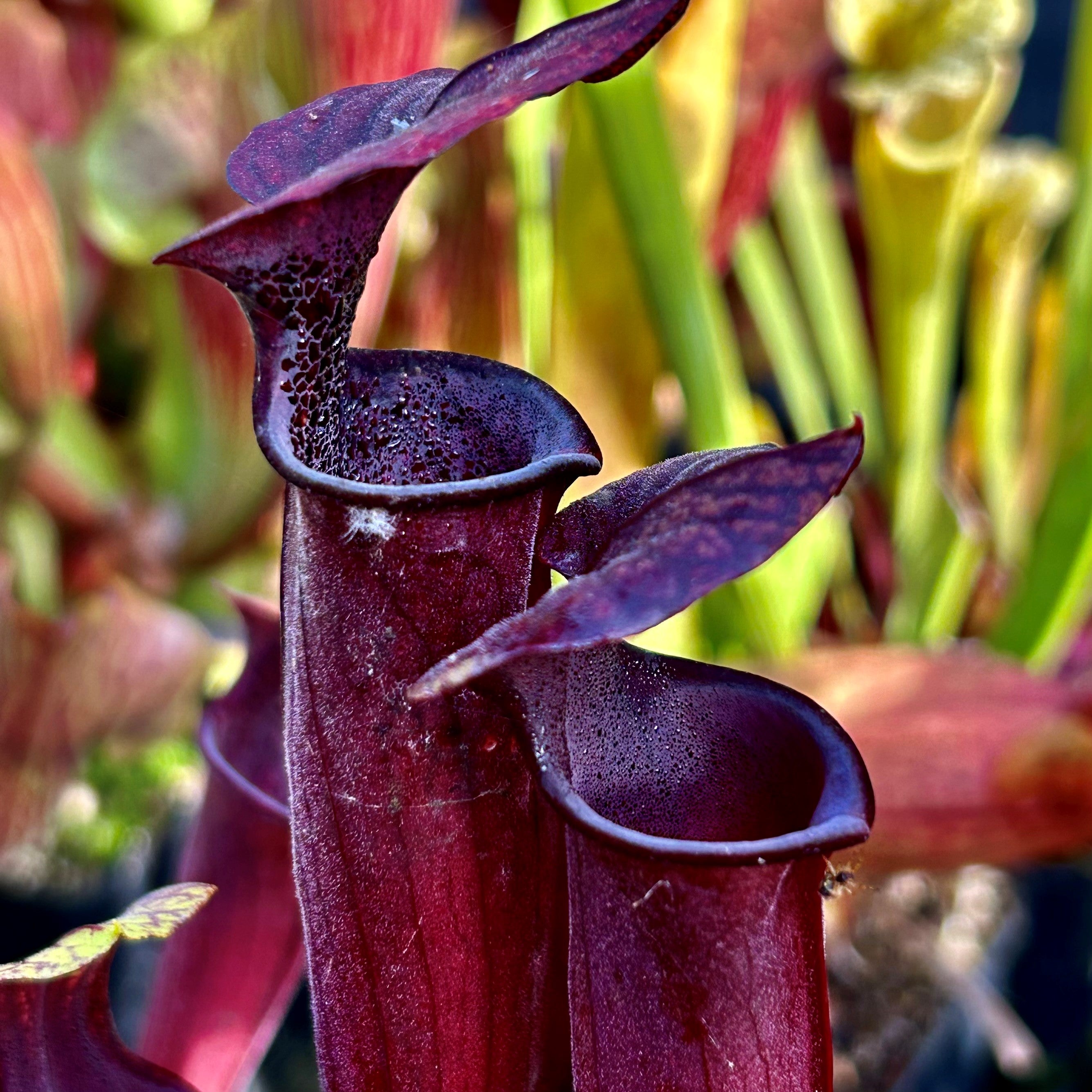 Sarracenia x soperi cv. 'Roy Cheek'