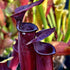 Sarracenia x soperi cv. 'Roy Cheek'