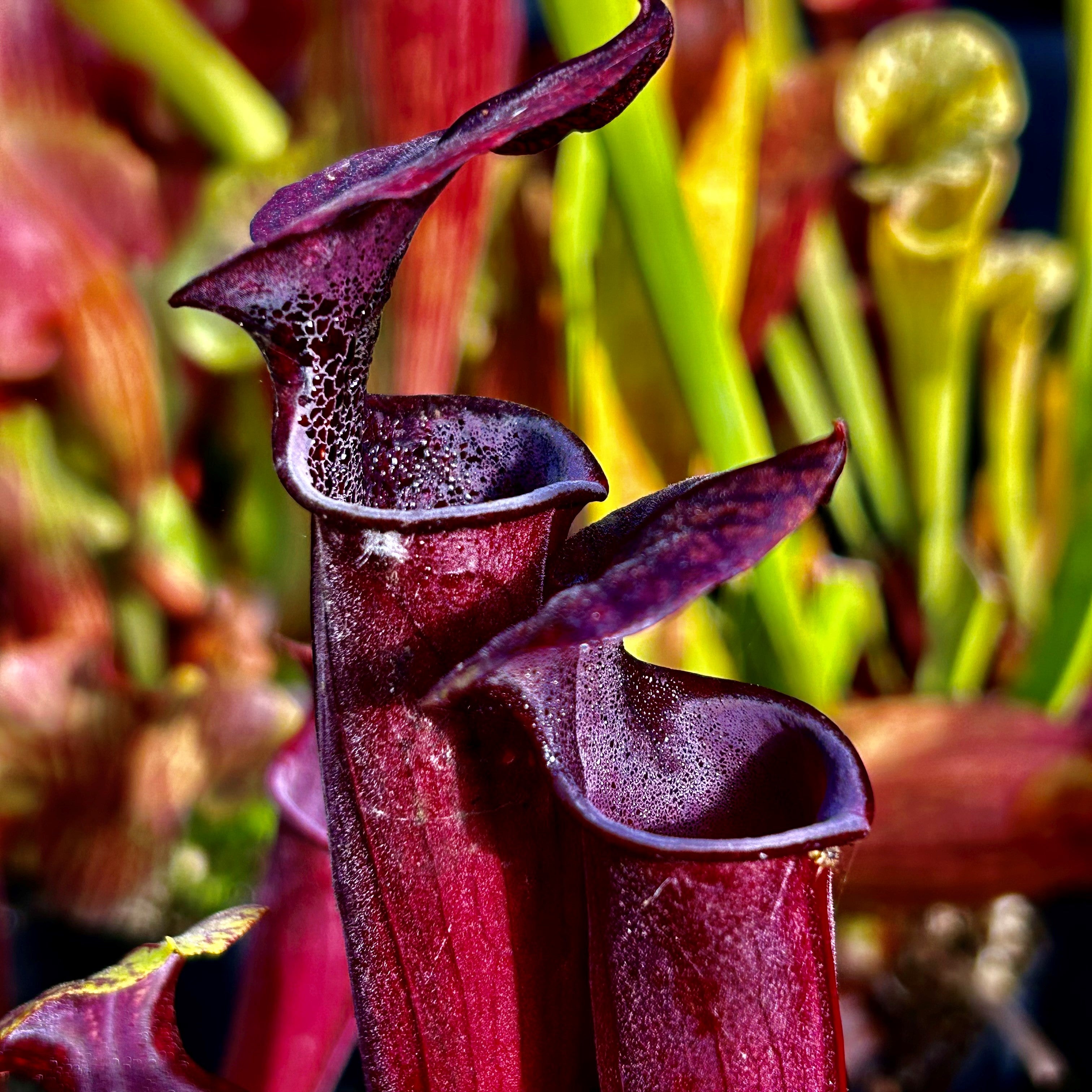 Sarracenia x soperi cv. 'Roy Cheek'