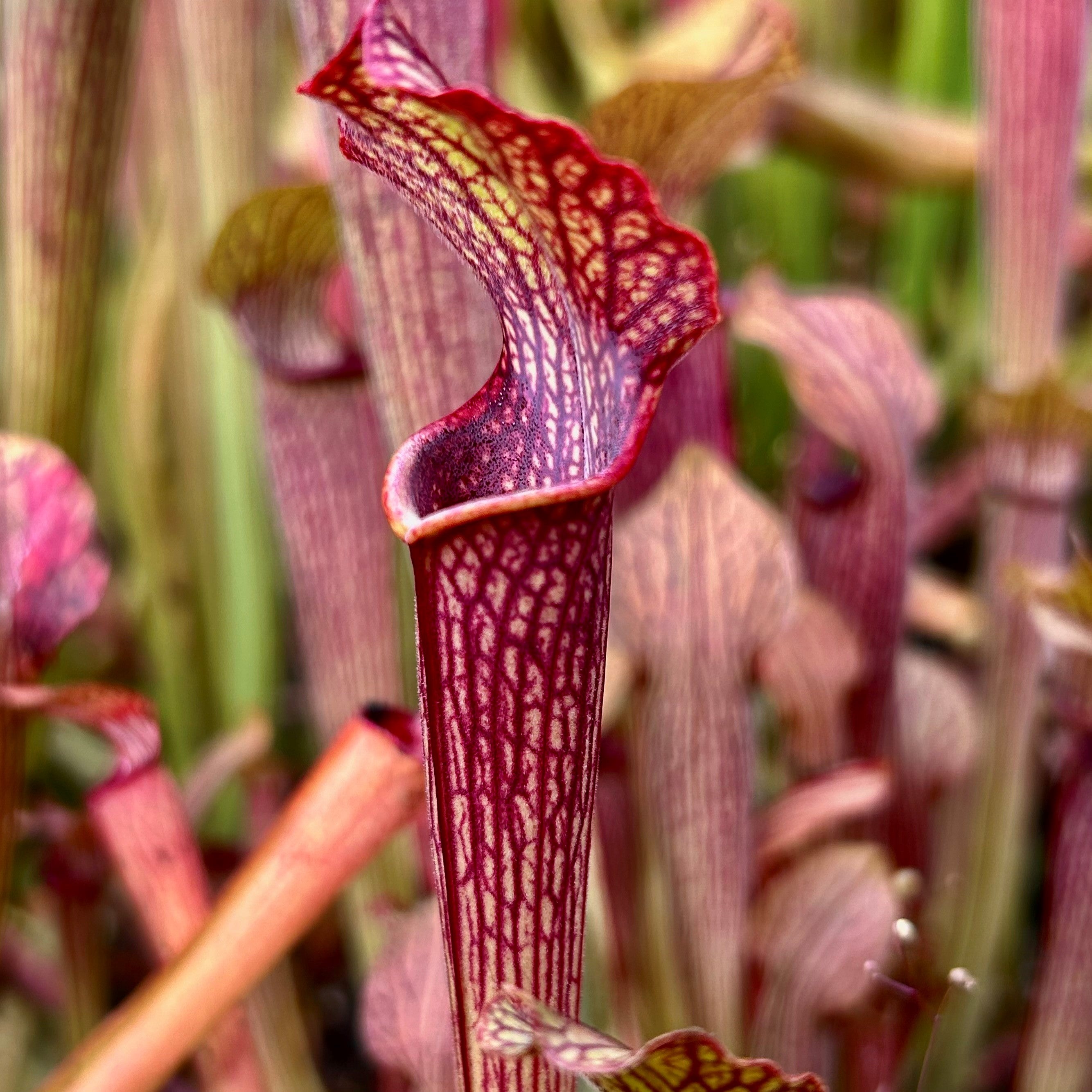 Sarracenia rubra subsp. rubra