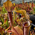 Sarracenia rubra subsp. rubra - Heavily Veined, Edmund, Lexington Co., South Carolina