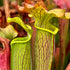 Sarracenia rubra subsp. wherryi