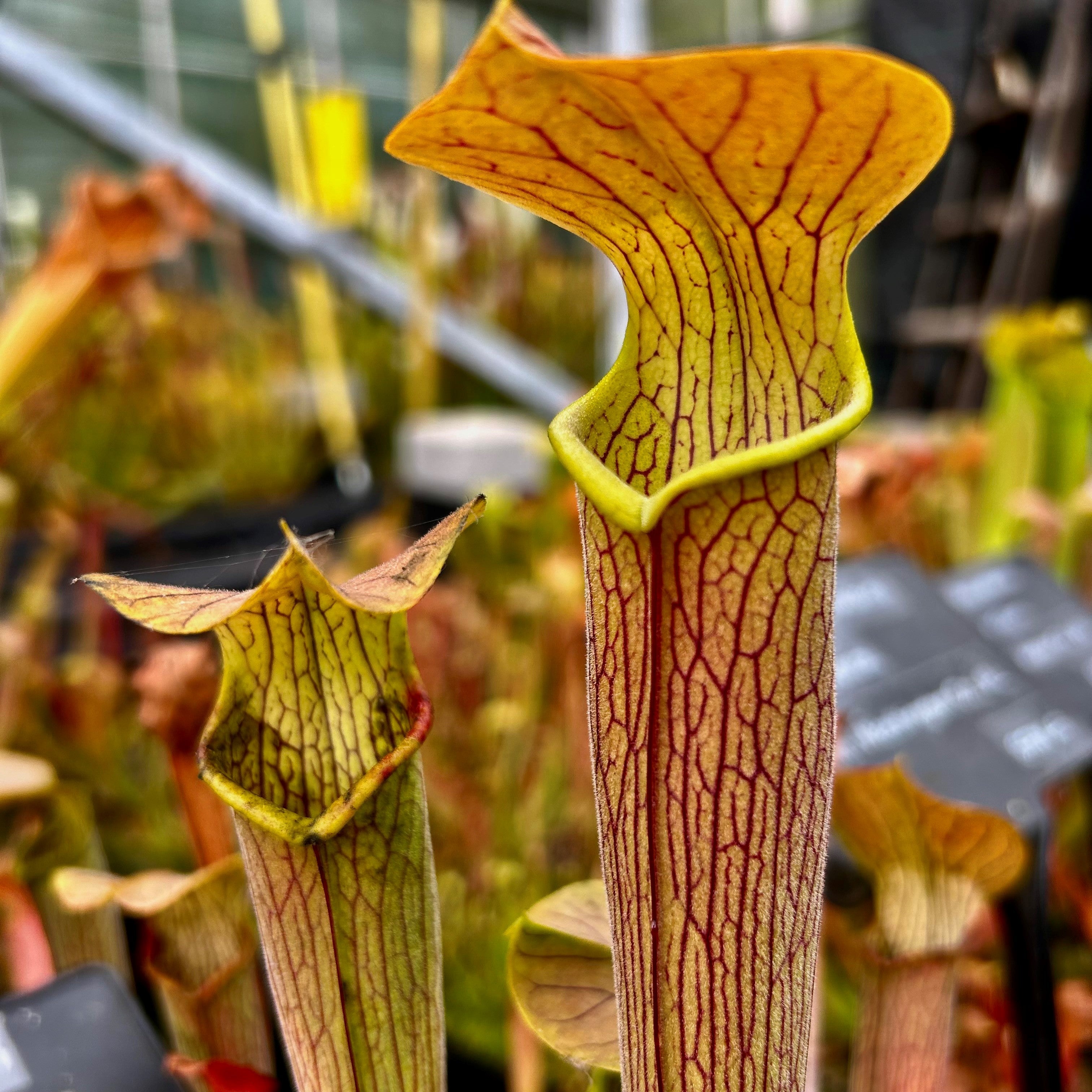 Sarracenia rubra subsp. wherryi – Chatom Giant, Chatom, Washington Co., Alabama