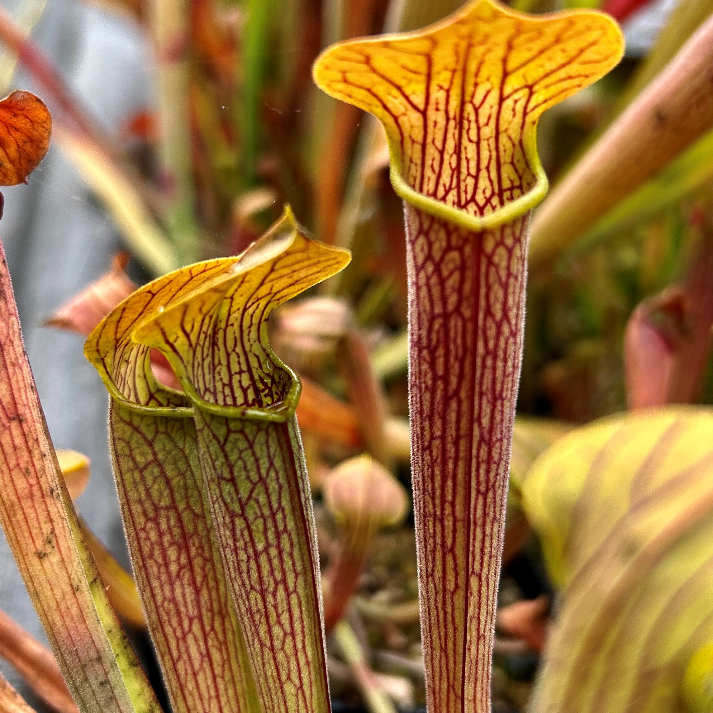 Sarracenia rubra subsp. wherryi - Typical, Chatom, Washington Co., AL