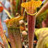 Sarracenia rubra subsp. wherryi - Typical, Chatom, Washington Co., AL