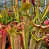 Sarracenia rubra subsp. wherryi - Citronelle, Mobile Co., AL