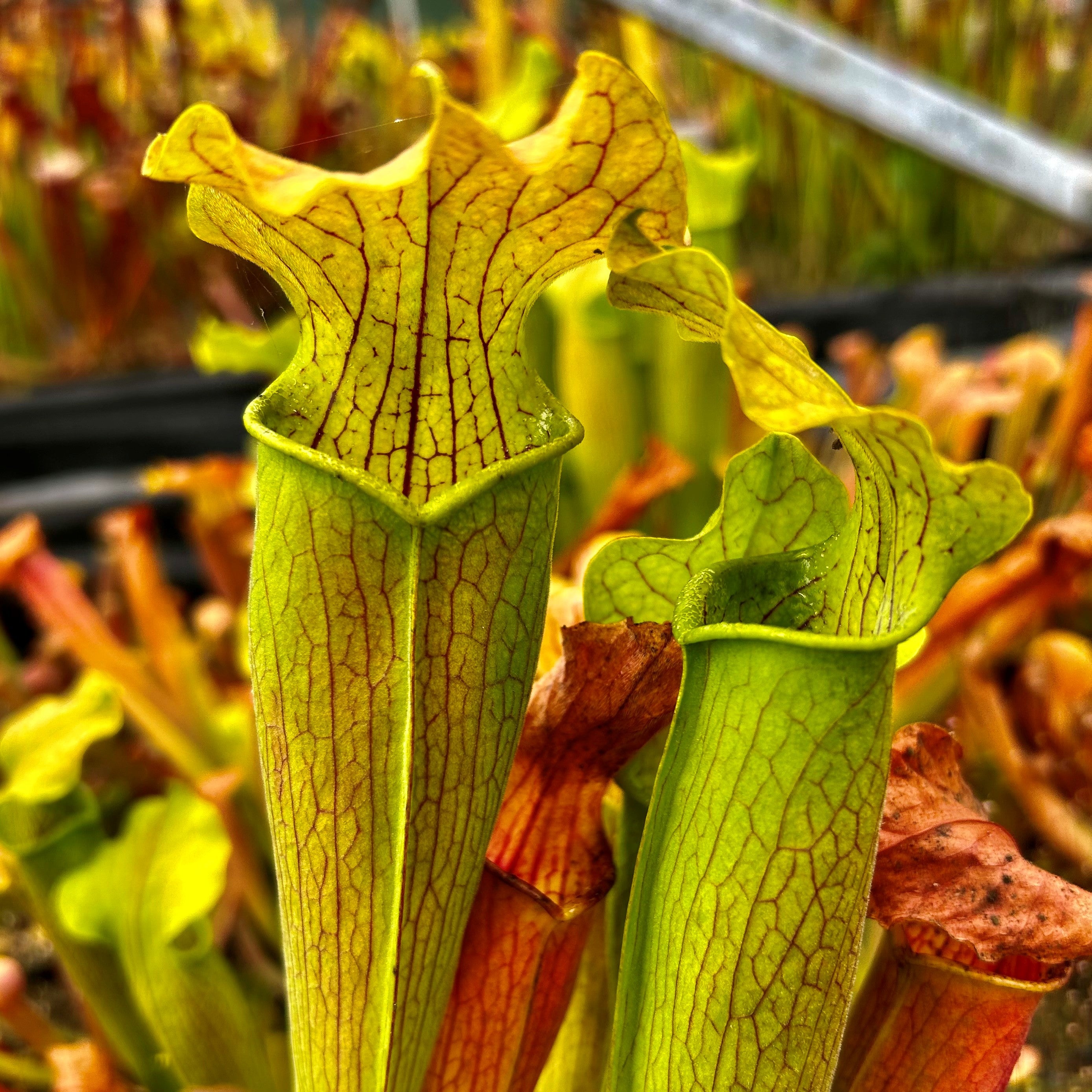 Sarracenia rubra subsp. wherryi – Wavy Lid, Escambia Co., Florida