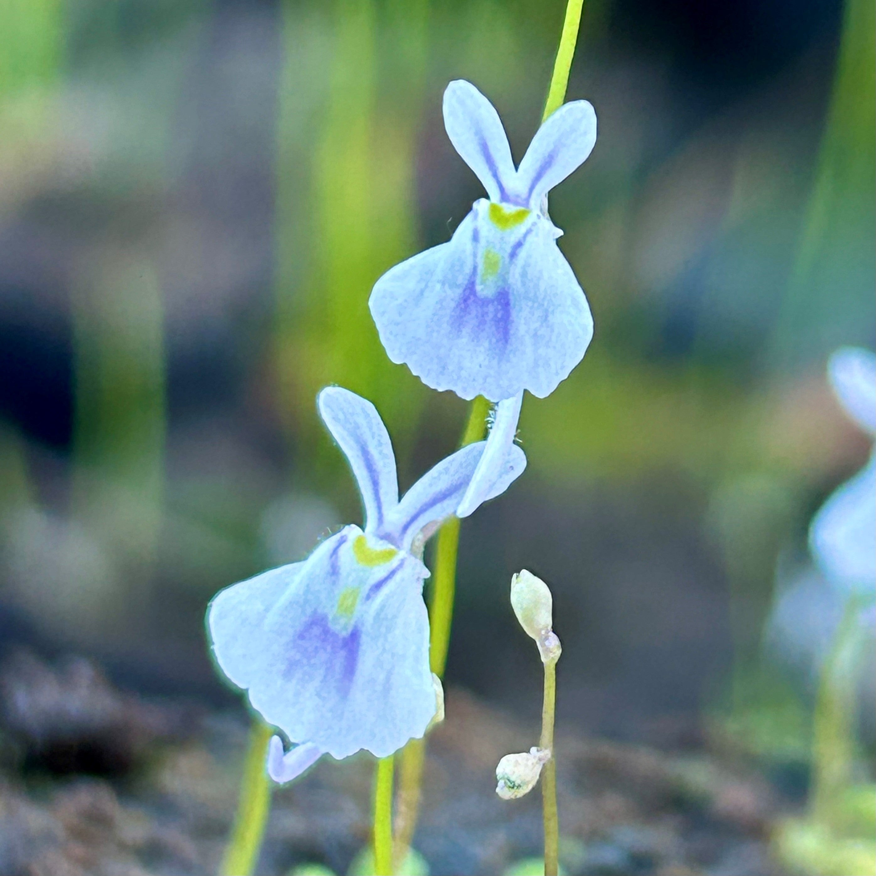 Utricularia sandersonii - South Africa