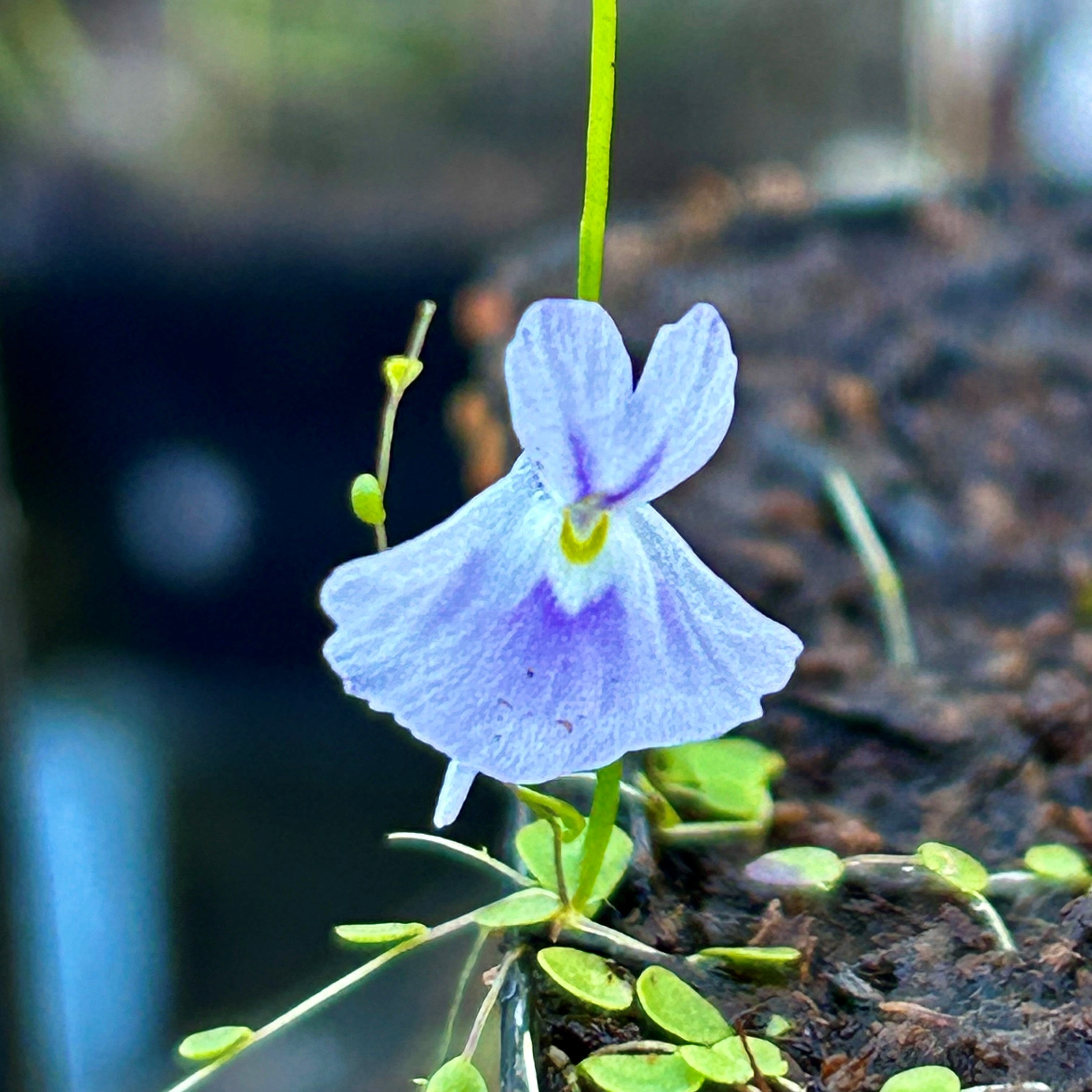 Utricularia sandersonii, Large Form - South Africa