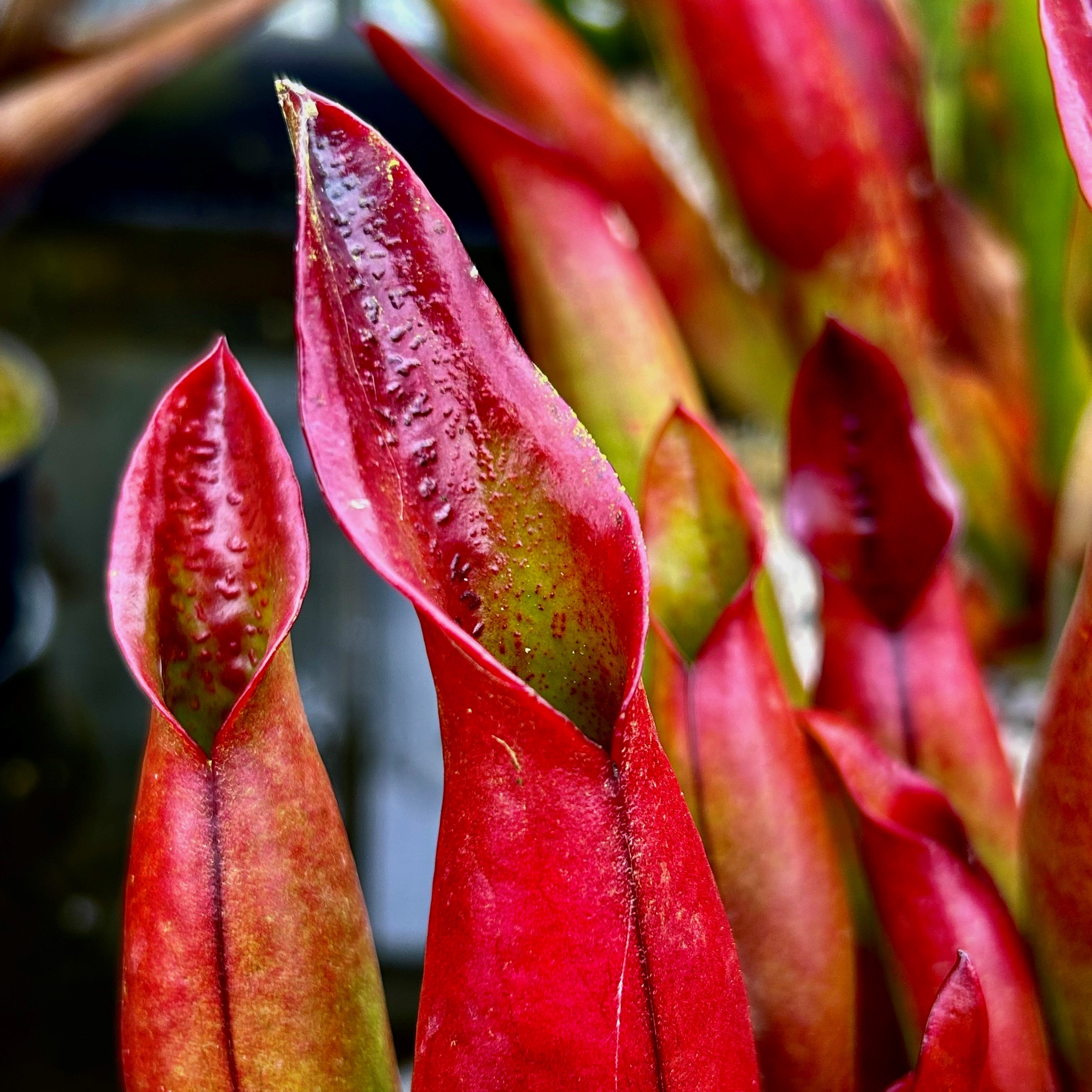 Heliamphora sarracenioides - Red Form, Ptari Tepui SAR-1