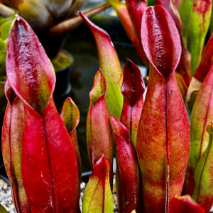 Heliamphora sarracenioides - Red Form, Ptari Tepui SAR-1