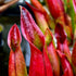 Heliamphora sarracenioides - Red Form, Ptari Tepui SAR-1