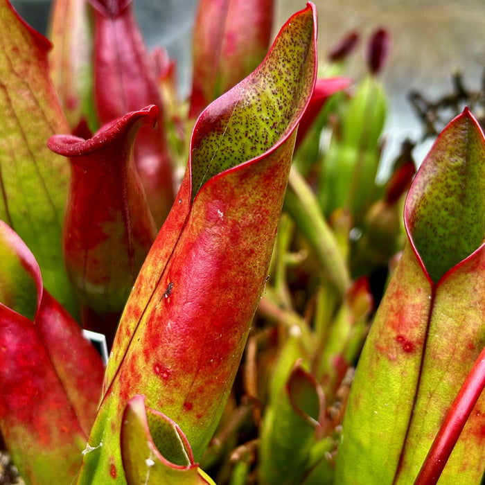 Heliamphora sarracenioides - Green Squat, Ptari Tepui SAR-2