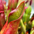 Heliamphora sarracenioides - Green Squat, Ptari Tepui SAR-2