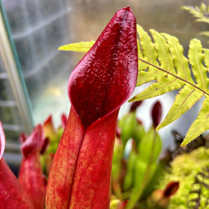 Heliamphora sarracenioides - Ptari Tepui SAR-3