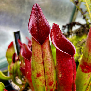 Heliamphora sarracenioides - Ptari Tepui SAR-3