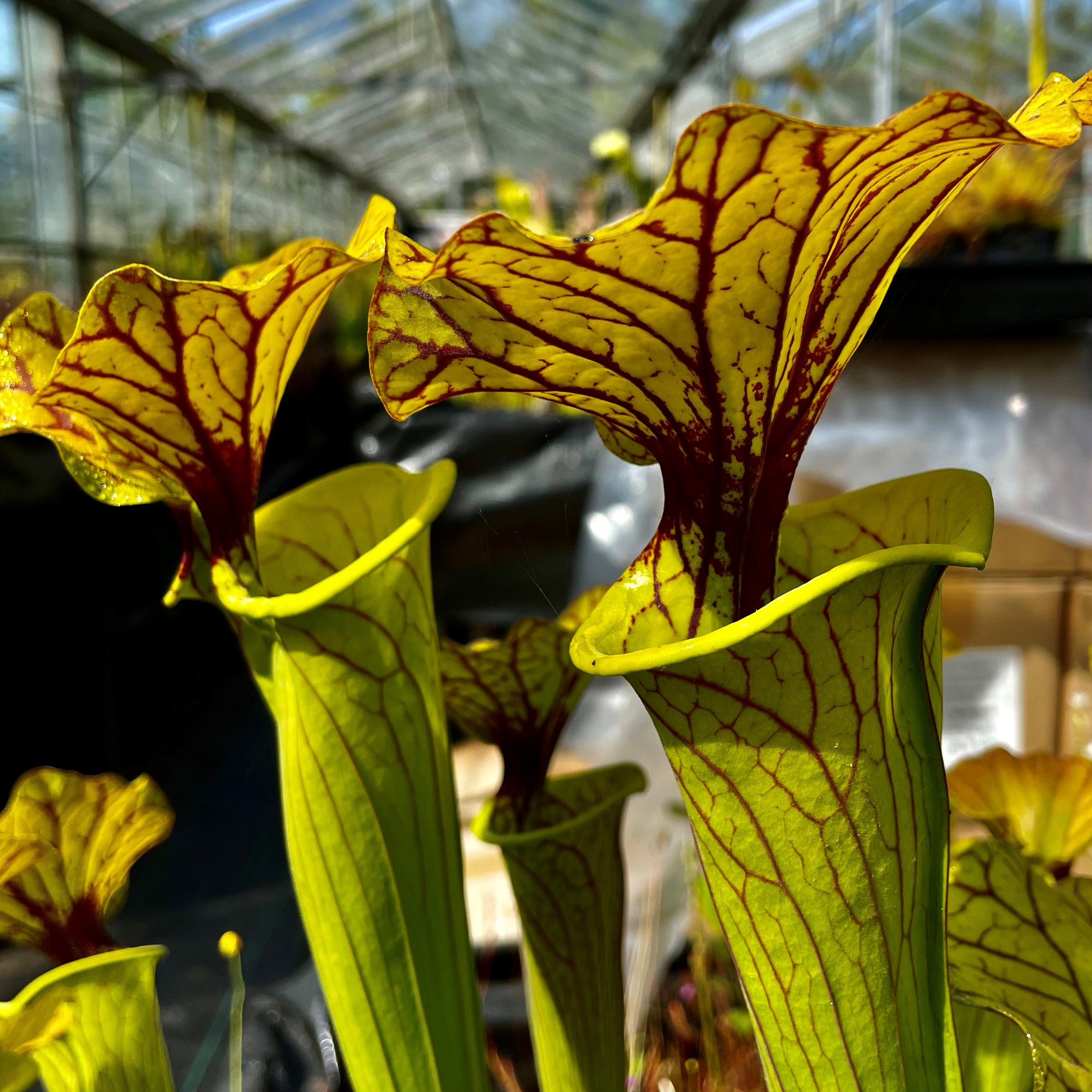 Sarracenia flava var. ornata - Thick Veins, Green Swamp, GA