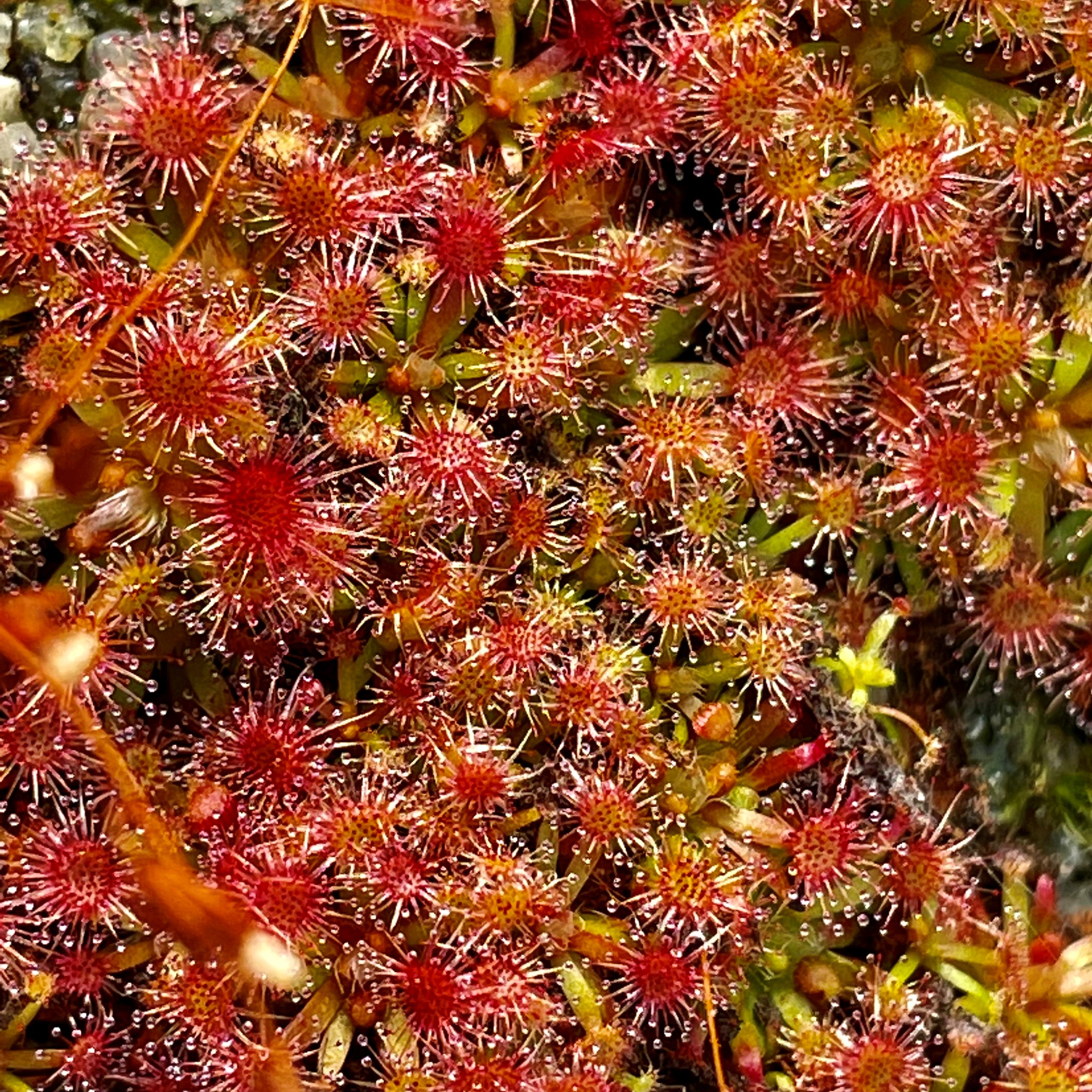 Drosera x sidjamesii