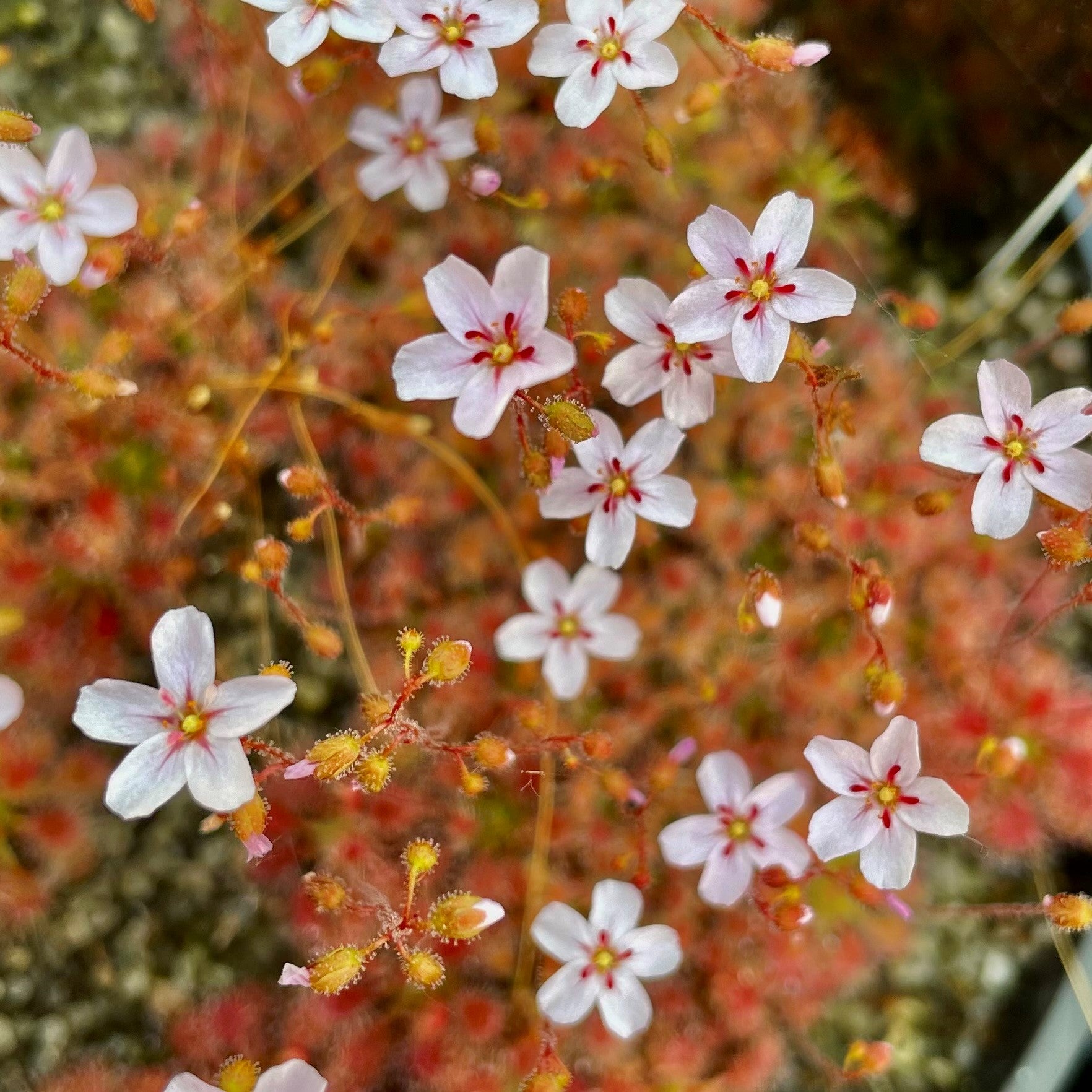 Drosera x sidjamesii