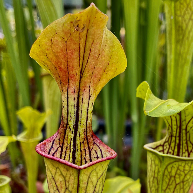 Sarracenia oreophila var. oreophila - Large Stocky – Hewitt-Cooper ...