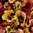 Sarracenia purpurea subsp. venosa - Tatnall Co., GA