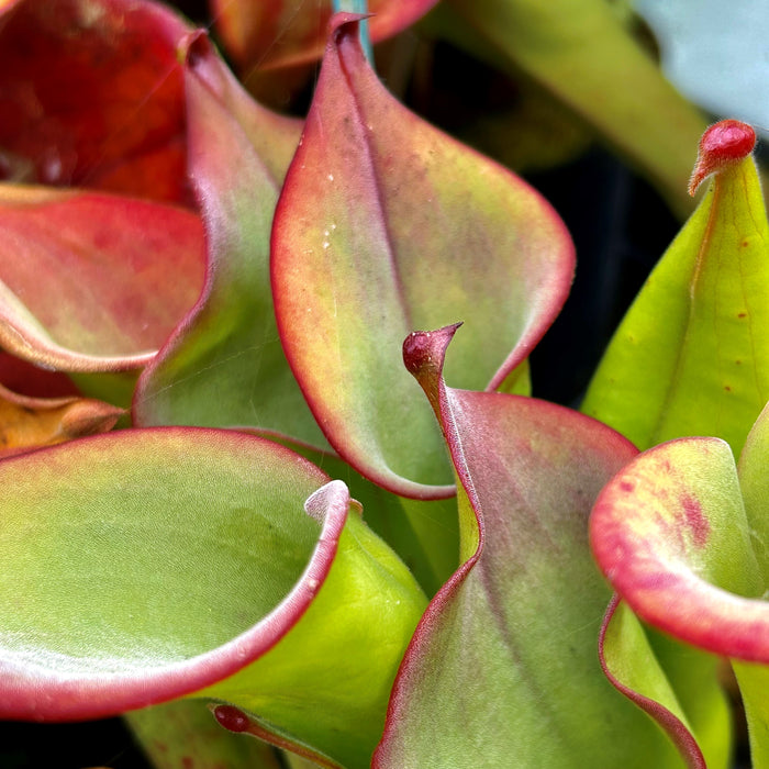 Heliamphora uncinata - Amuri Tepui UNC-2