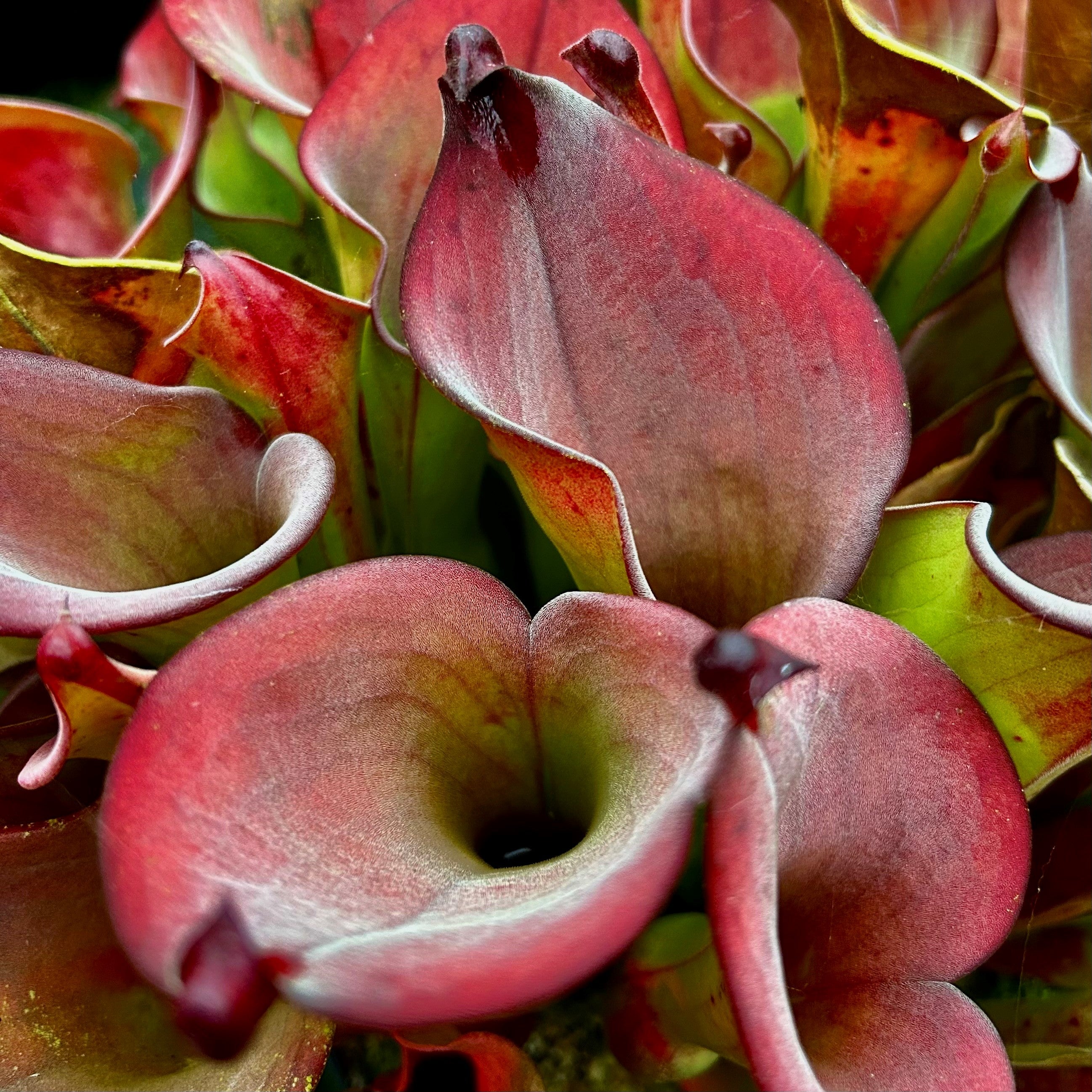 Heliamphora uncinata - Northern Rock Wall, nr. Amuri Cliff UNC-3