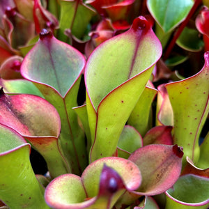 Heliamphora exappendiculata x uncinata - Amuri Tepui HXX-4