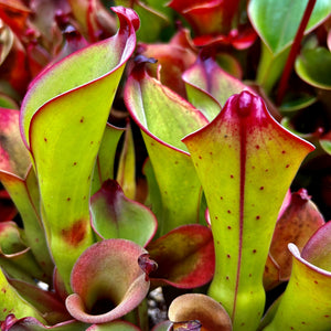 Heliamphora exappendiculata x uncinata - Amuri Tepui HXX-4