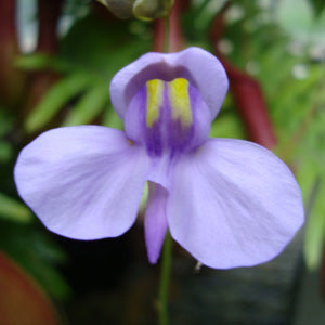 Utricularia nelumbifolia - Brazil