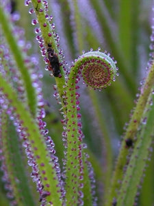 Drosophyllum lusitanicum - ‘The Portuguese Dewy Pine’